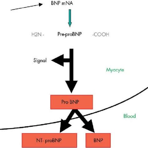 Future Directions for BNP Peptide Levels