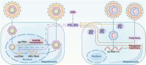 Future Directions in Hepatitis B Screening