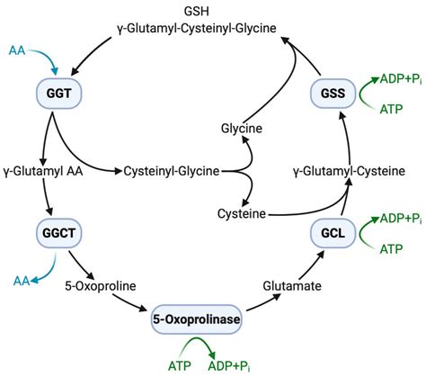 GGT enzyme