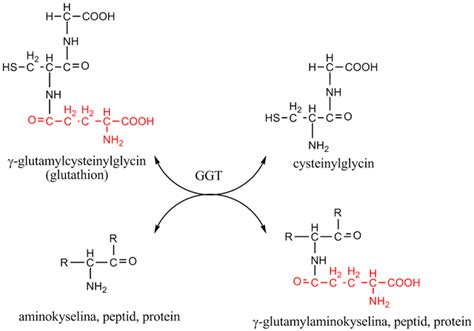 Gamma Glutamyl Transferase