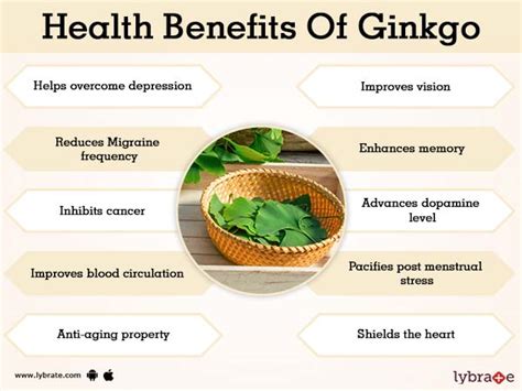 Ginkgo biloba brain health benefits