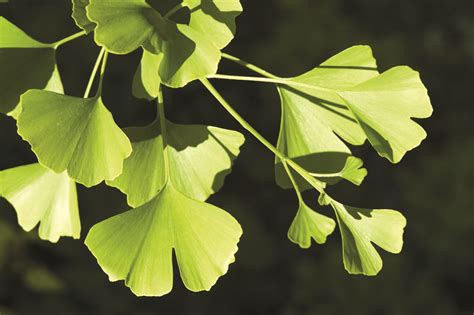 Ginkgo biloba eye health benefits