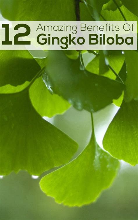 Ginkgo biloba skin health benefits