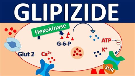 Glipizide Working Mechanism