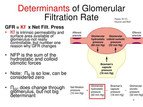Glomerular Filtration Rate and Aging