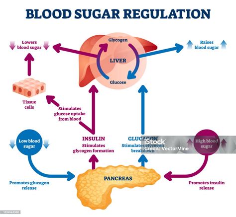Glucose Regulation