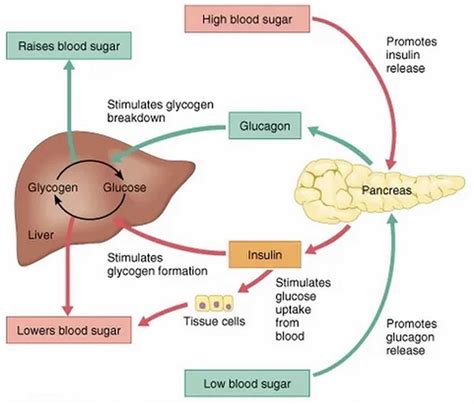 Glucose Regulation and Diabetes