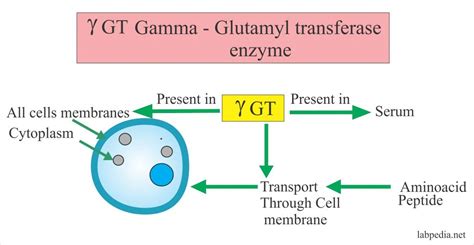 Glutamyl Transpeptidase Gamma Enzyme
