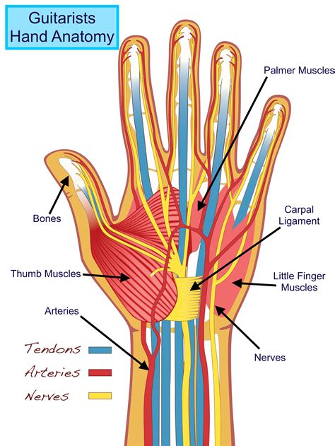 Hand Anatomy