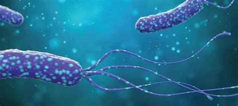 H. pylori antigen detection methods
