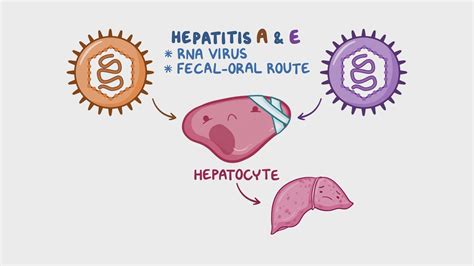 Hepatitis A virus