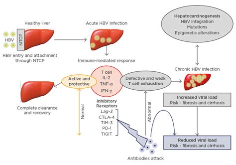 Hepatitis B Complications