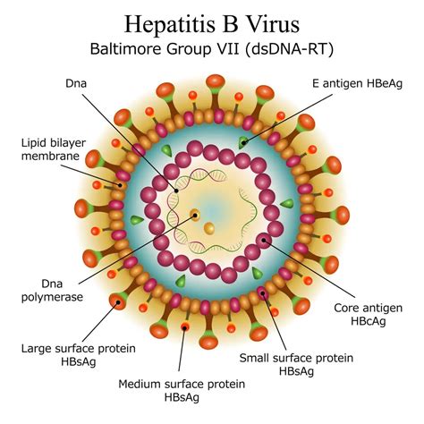 Hepatitis B Overview