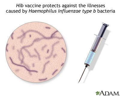 Hib Immunisation Work