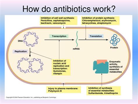 How Amoxicillin Works
