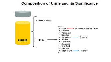 How Creatinine Affects Urine Composition
