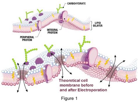 How ECT Works