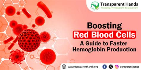 How to Improve Red Blood Cell Count