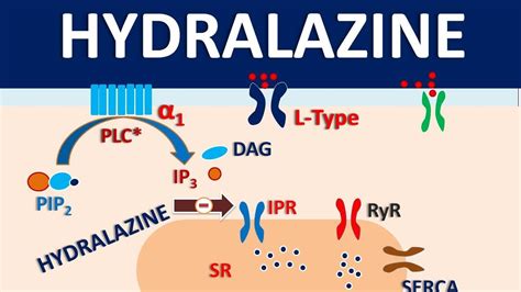 Hydralazine Action