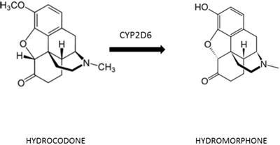 Hydrocodone Conclusion