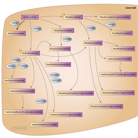 Mechanism of Action of Hydrocodone