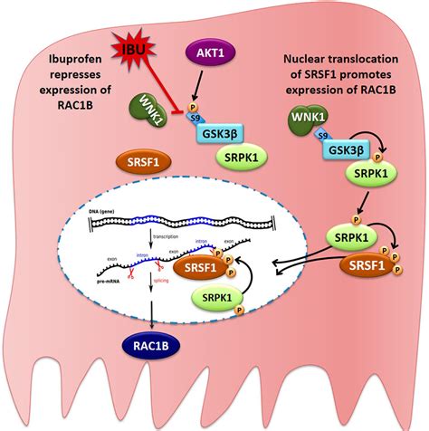 Ibuprofen Mechanism of Action
