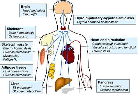 Impact on Organ Function