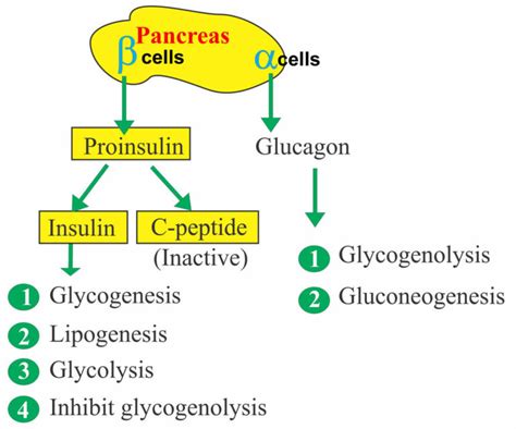 Implications of High C Peptide Levels