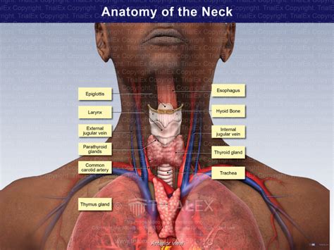 Importance of Neck Gland Location
