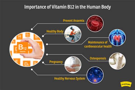 Importance of Vitamin B12