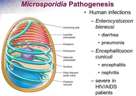 Infections