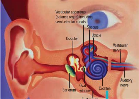 Inner Ear Problems