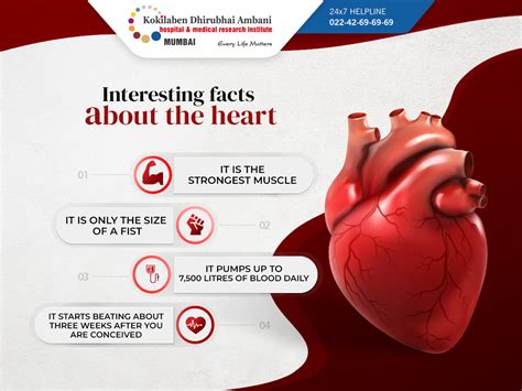 Interesting Facts about Heartbeats