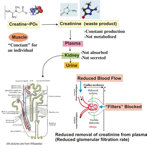Interpreting Creatinine Clearance Results
