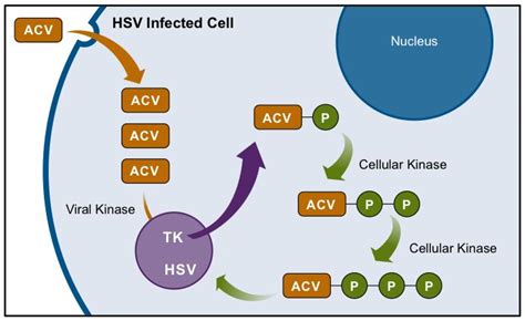 Introduction to Acyclovir