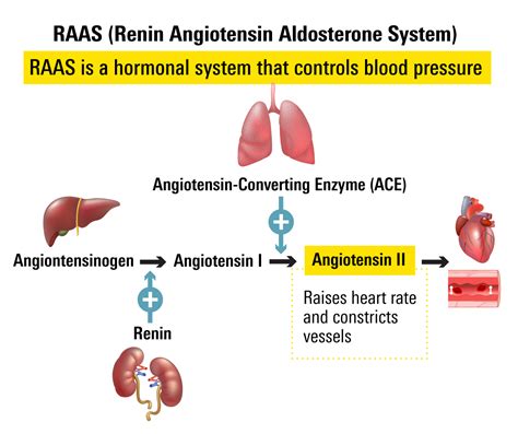 Introduction to Angiotensin Receptor Blockers