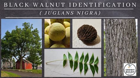 Introduction to Black Walnut