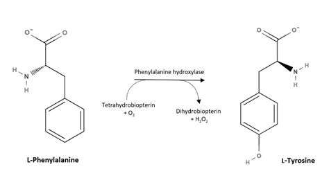 Introduction to L-Tyrosine