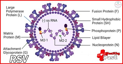 Introduction to RSV