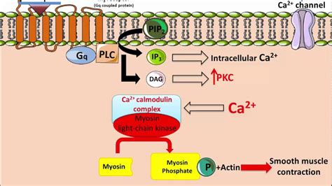 Ipratropium Bromide Mechanism of Action