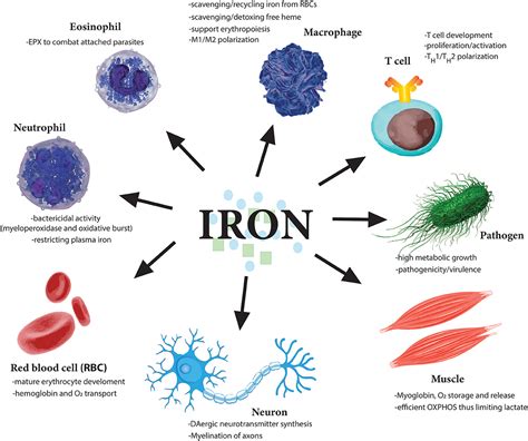 Iron and Immune Function