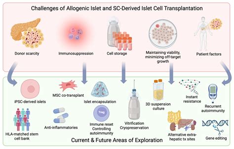 Islet Cell Transplantation