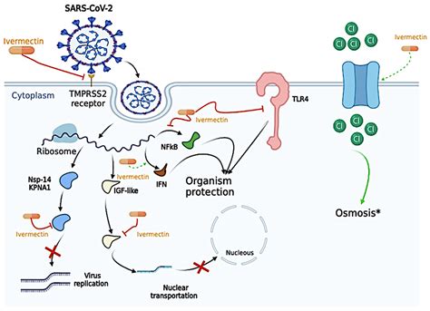 Ivermectin Working Mechanism
