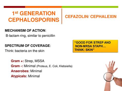 Keflex 500mg Mechanism of Action