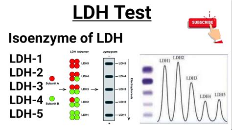 LDH Test
