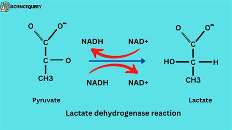 Lactate Dehydrogenase Blood Test