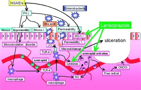 Lansoprazole Mechanism