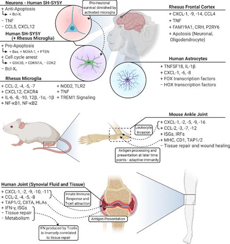Late Disseminated Disease