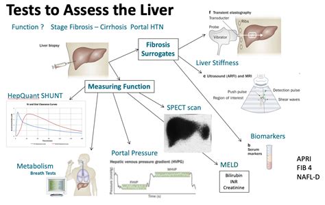 Liver Disease Diagnosis and Monitoring