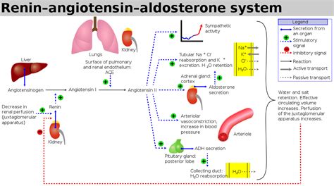 Losartan Mechanism